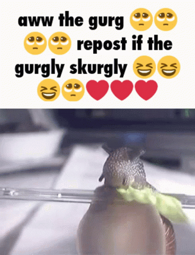 A Picture Of A Snail Next To A Text That Says Aww The Gurg Repost If The Gurgly Skurgly GIF