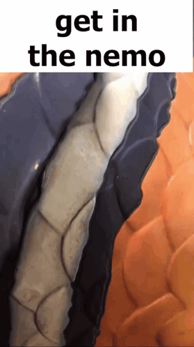 A Picture Of A Snake With The Words Get In The Nemo GIF