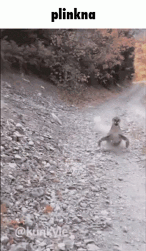 A Picture Of A Squirrel On A Rocky Path With The Word Plinkna On The Top GIF