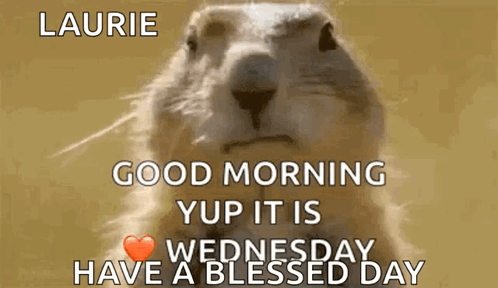 A Picture Of A Squirrel With The Words Laurie Good Morning Yup It Is Wednesday Have A Blessed Day GIF