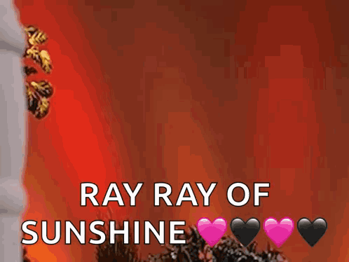 A Picture Of A Sunflower And The Words Ray Ray Of Sunshine GIF