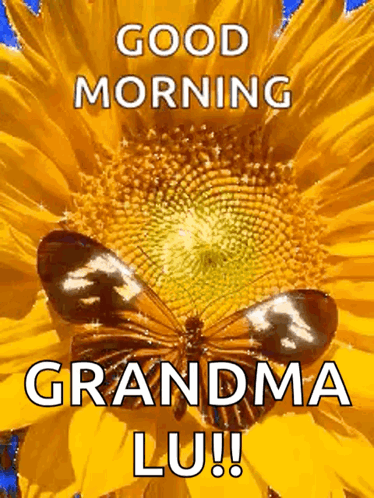A Picture Of A Sunflower With A Butterfly On It That Says Good Morning Grandma Lu !! GIF