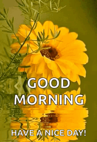 A Picture Of A Sunflower With The Words Good Morning Have A Nice Day GIF