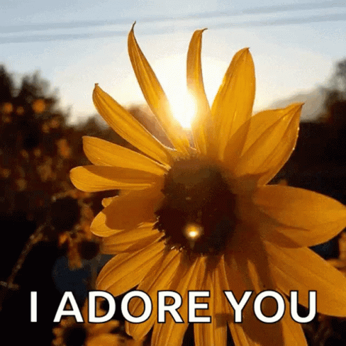 A Picture Of A Sunflower With The Words " I Adore You " Below It GIF