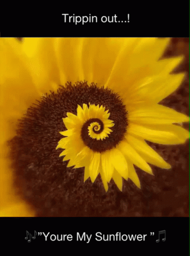 A Picture Of A Sunflower With The Words Trippin Out Youre My Sunflower On The Bottom GIF
