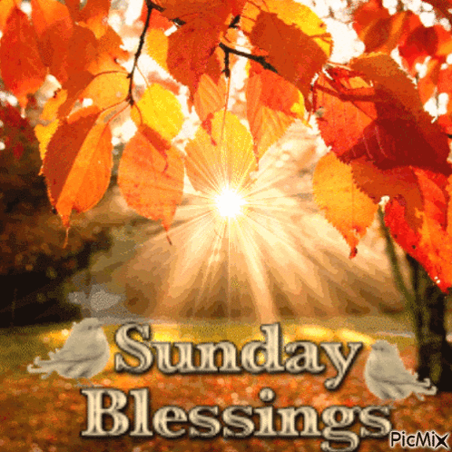A Picture Of A Tree With Leaves And The Words Sunday Blessings On It GIF