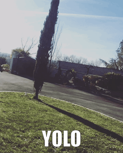 A Picture Of A Tree With The Words " Yolo " On It GIF