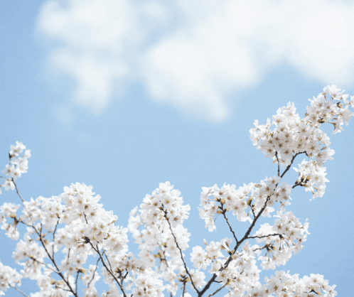 A Picture Of A Tree With White Flowers And The Words Good Morning Honey GIF
