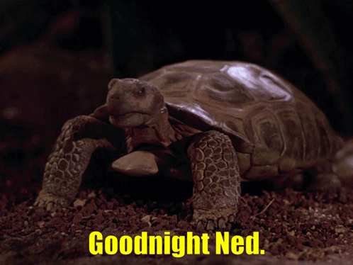 A Picture Of A Turtle With The Words " Goodnight Ned " Below It GIF