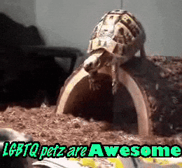 A Picture Of A Turtle With The Words " Lgbtq Petz Are Awesome " Below It GIF