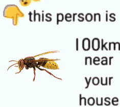 A Picture Of A Wasp Next To A Text That Says 41 Km Near Your House GIF