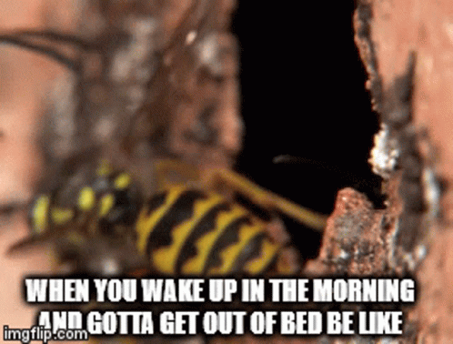 A Picture Of A Wasp With The Caption When You Wake Up In The Morning And Gotta Get Out Of Bed Be Like Imgflip.com GIF