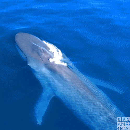 a picture of a whale in the ocean with the bbc america logo