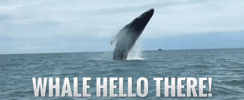 a picture of a whale jumping out of the ocean with the words whale hello there