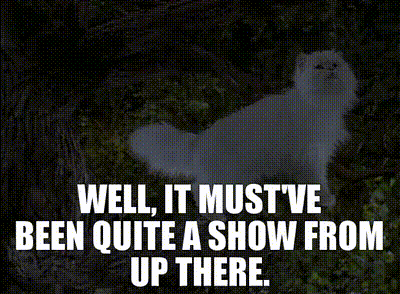 A Picture Of A White Cat With The Words Well It Must Ve Been Quite A Show From Up There GIF