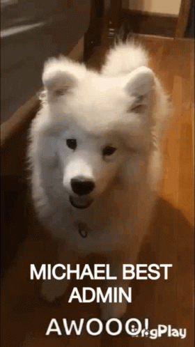 A Picture Of A White Dog With The Caption Michael Best Admin Awoo GIF