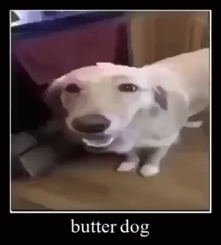 A Picture Of A White Dog With The Words Butter Dog On The Bottom GIF