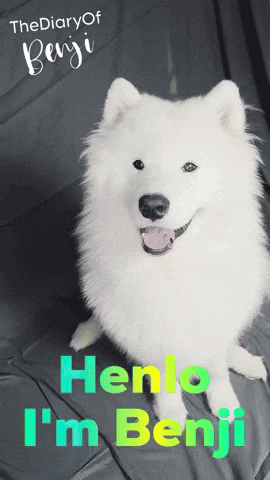 a picture of a white dog with the words henlo i 'm benji