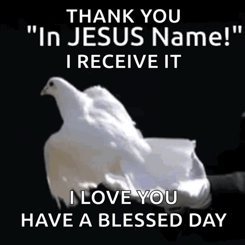 A Picture Of A White Dove With The Words Thank You In Jesus Name Receive It I Love You Have A Blessed Day GIF