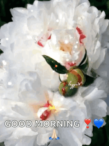 A Picture Of A White Flower With The Words Good Morning Written Below It GIF