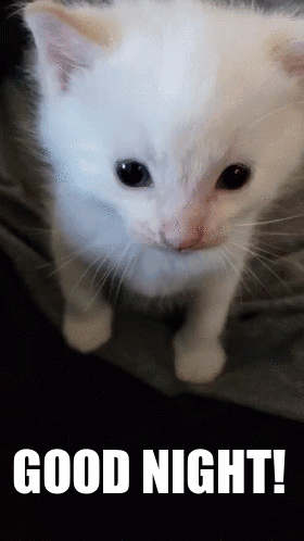 A Picture Of A White Kitten With The Words Good Night Written Below It GIF