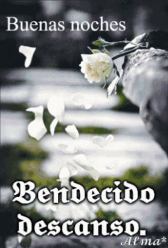 A Picture Of A White Rose With The Words " Buenas Noches Bendicido Descanso " GIF