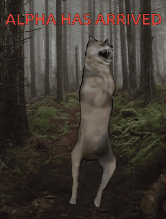 A Picture Of A Wolf In A Forest With The Words Alpha Has Arrived Above It GIF