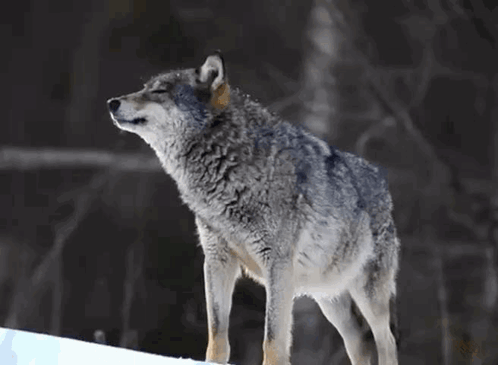 A Picture Of A Wolf With The Words Welcome To The Den Written Below It GIF