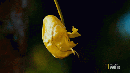 A Picture Of A Yellow Flower With The Words National Geographic Wild On The Bottom GIF
