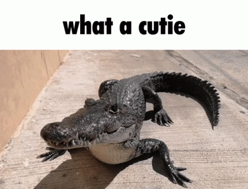 A Picture Of An Alligator With The Words What A Cutie Above It GIF