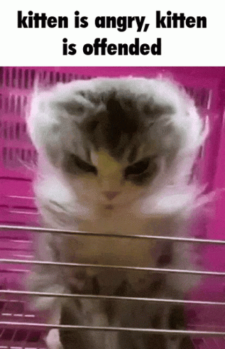 A Picture Of An Angry Kitten With The Words Kitten Is Angry Kitten Is Offended GIF