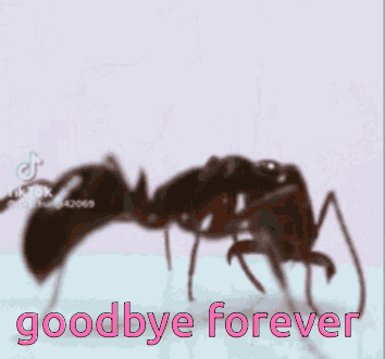 A Picture Of An Ant With The Words Goodbye Forever Written Below It GIF