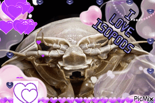 A Picture Of An Isopod With The Words I Love Isopods On It GIF