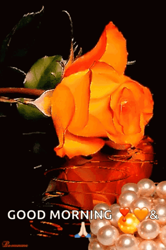 A Picture Of An Orange Rose And Pearls With The Words Good Morning & GIF
