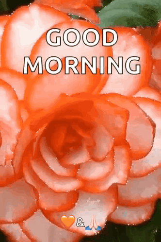 a picture of an orange rose with the words `` good morning '' on it .