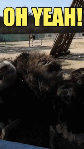 A Picture Of An Ostrich And The Words Oh Yeah GIF