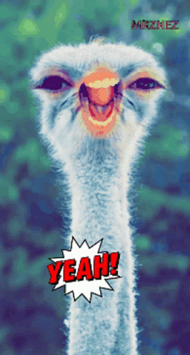 A Picture Of An Ostrich With The Word Yeah In Red GIF