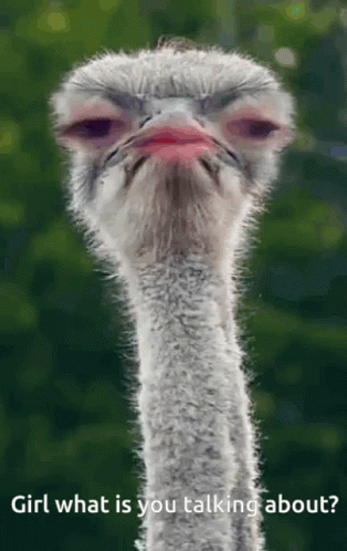 A Picture Of An Ostrich With The Words Girl What Is You Talking About GIF