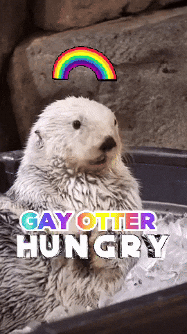 A Picture Of An Otter With The Words Gay Otter Hungry On It GIF