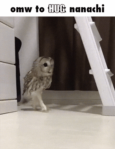 A Picture Of An Owl That Says Omw To Hug Nanashi GIF