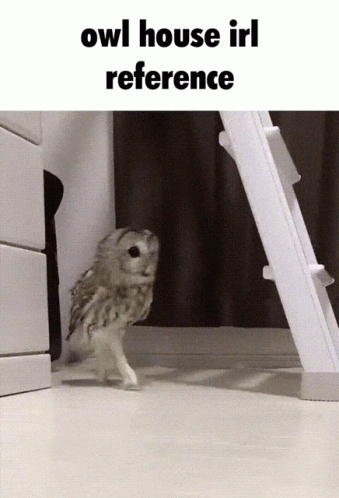 A Picture Of An Owl With The Words Owl House Irl Reference GIF