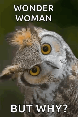 A Picture Of An Owl With The Words Wonder Woman But Why On It GIF