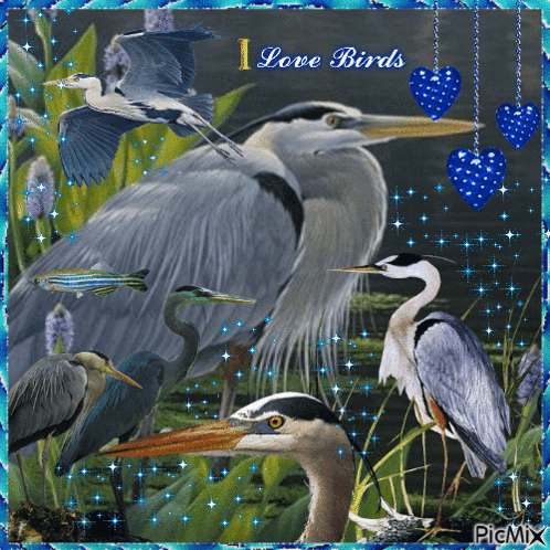A Picture Of Birds With The Words I Love Birds GIF