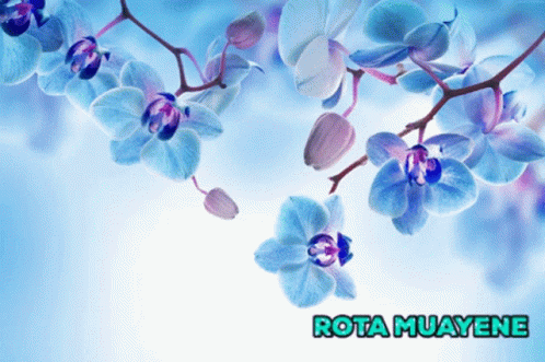 A Picture Of Blue And Purple Flowers With The Words Rota Muayene On The Bottom GIF
