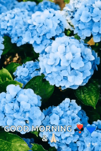 A Picture Of Blue Flowers With The Words Good Morning GIF