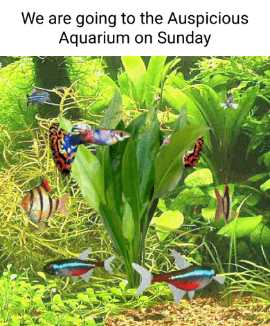 A Picture Of Fish In An Aquarium With The Words We Are Going To The Auspicious Aquarium On Sunday GIF