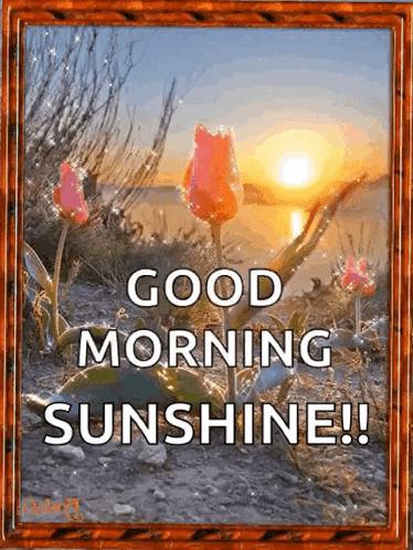 A Picture Of Flowers With The Words Good Morning Sunshine Written On It GIF