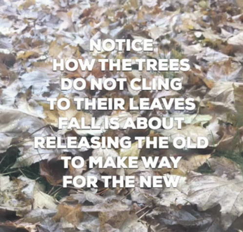 A Picture Of Leaves With A Quote Notice How The Trees Do Not Cling To Their Leaves GIF