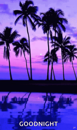 A Picture Of Palm Trees At Sunset With The Words Goodnight GIF