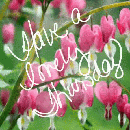 A Picture Of Pink Bleeding Heart Flowers With The Words Have A Lovely Thursday Written On It GIF